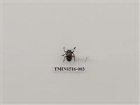 藏品(鞘翅目(二))的圖片